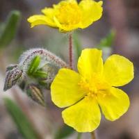 30247 1 helianthemum nummularium 1