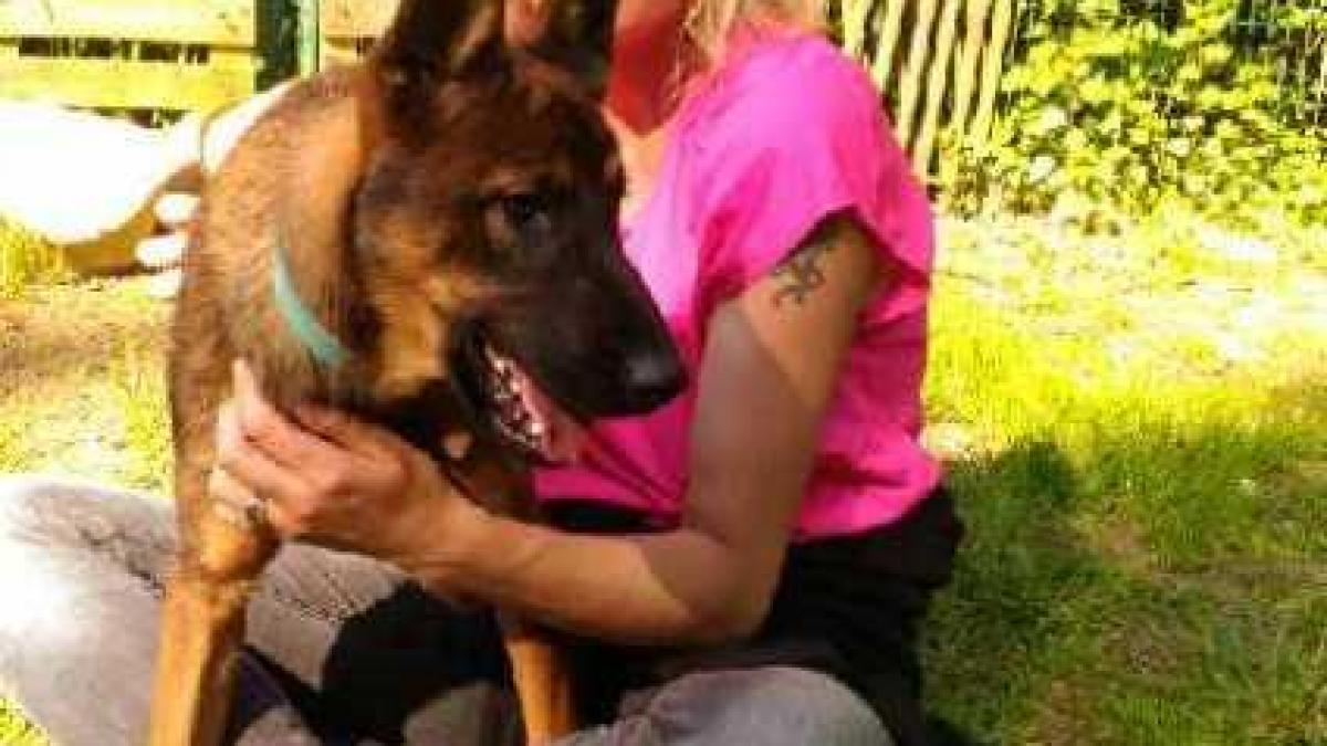 Le métier de Comportementaliste Canin et Félin