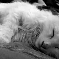 Chaton blanc en niveaux de grisy2j7im