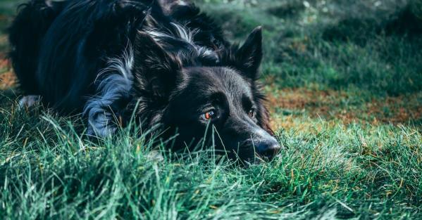 Chien couche sur l herbejuo6ue
