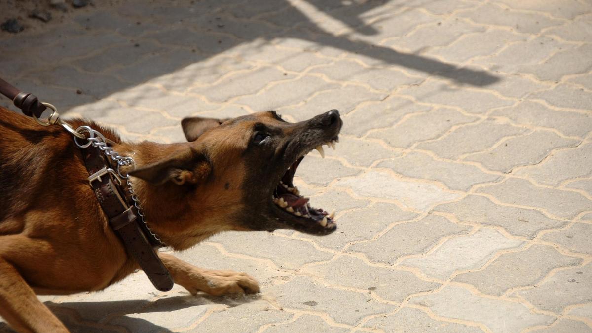 Les conduites agressives chez le chien