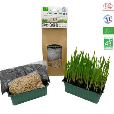 Herbe a chat