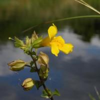 Mimule mimulus guttatus 00019
