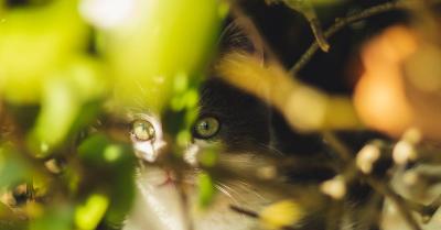 Photographie de mise au point selective de chatd7sj79