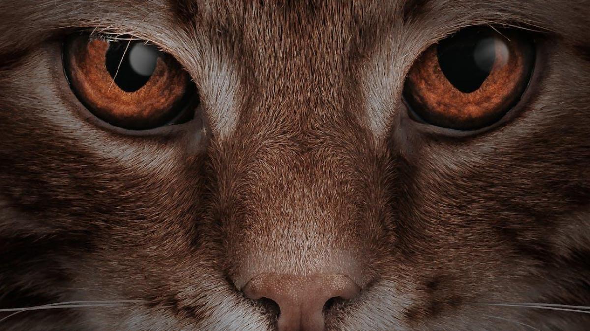 Le chat et ses humeurs