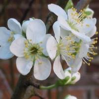 Prunier opal 15585