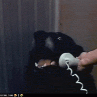 Yesthisisdog